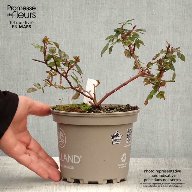 Exemplaar van Rosa Friendly Red - Polyantharoos Pot van 2 l/3 l zoals geleverd in de lente