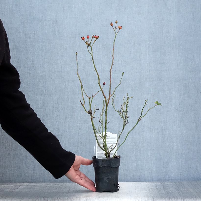 Exemplaar van Rosa Friendly Sweet - Polyantharoos Pot van 10 cm/11 cm zoals geleverd in de winter