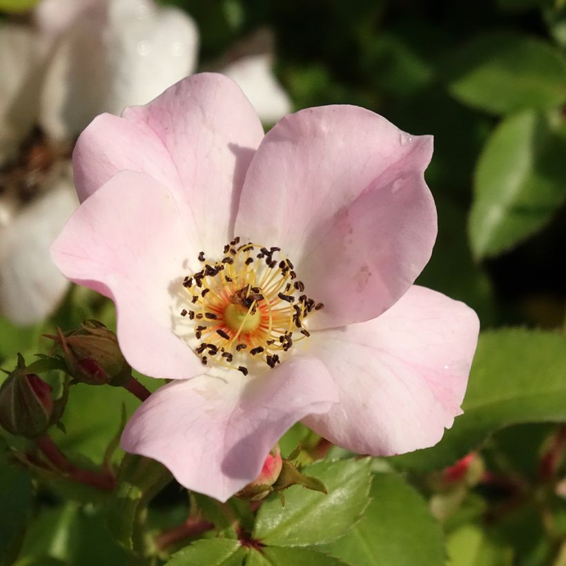 Rosa Friendly Sweet - Polyantharoos (Bloei)