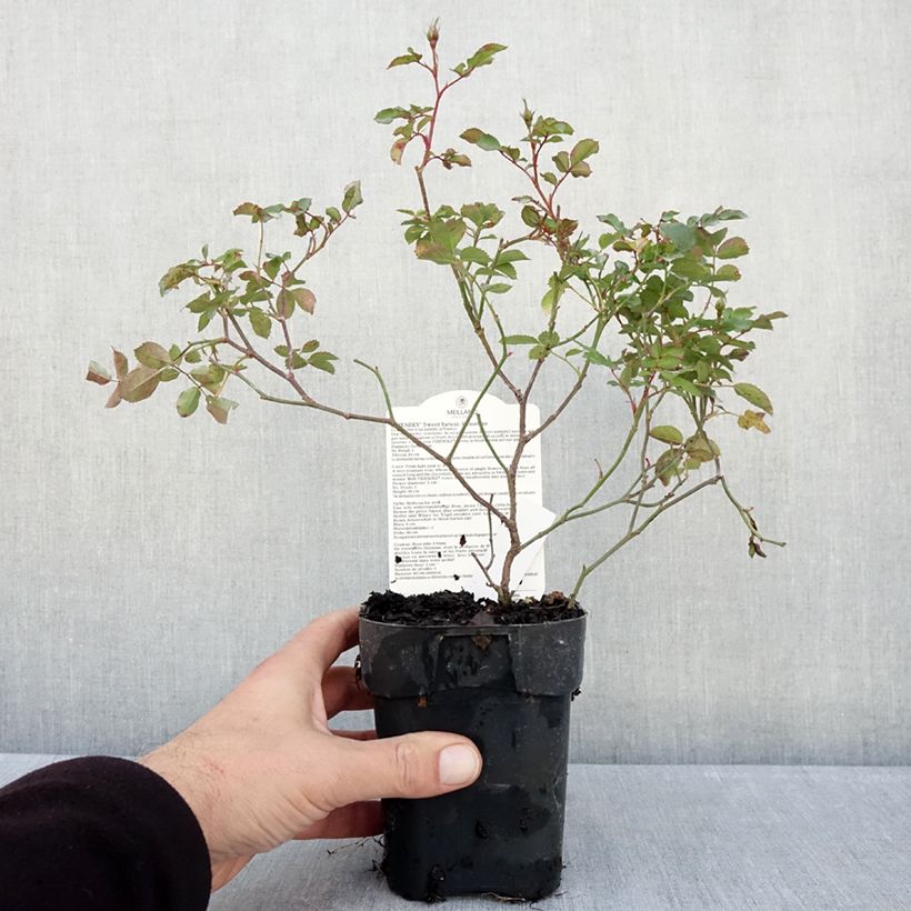Exemplaar van Rosa Friendly Sweet - Polyantharoos Pot van 10 cm/11 cm zoals geleverd in de herfst