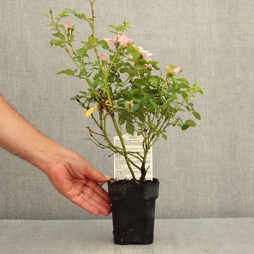 Exemplaar van Rosa Friendly Sweet - Polyantharoos Pot van 10 cm/11 cm zoals geleverd in de zomer