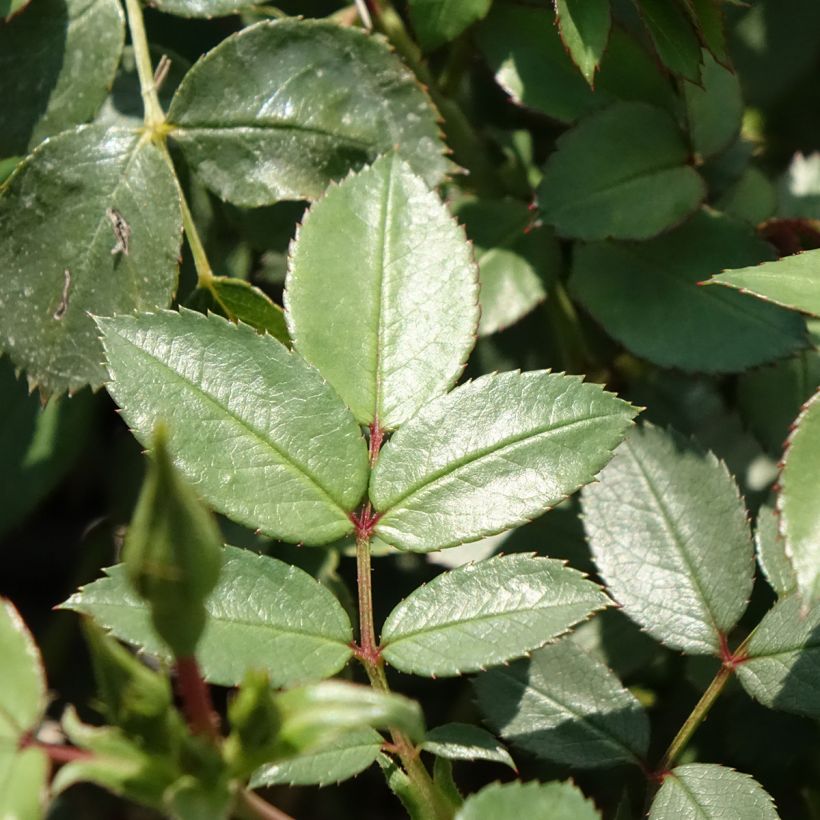 Rosa Friendly Sweet - Polyantharoos (Blad)