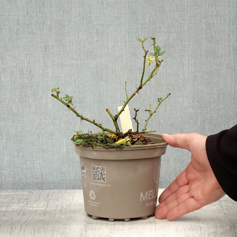 Exemplaar van Rosa Friendly Sweet - Polyantharoos Pot van 2 l/3 l zoals geleverd in de herfst