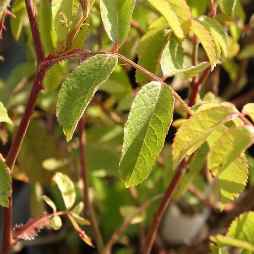 Rosa Frisson Frais - Struikroos (Blad)