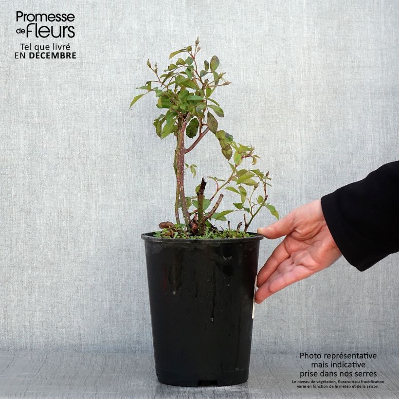 Exemplaar van Rosier arbustif Frisson Frais Pot de 4L/5L zoals geleverd in de herfst