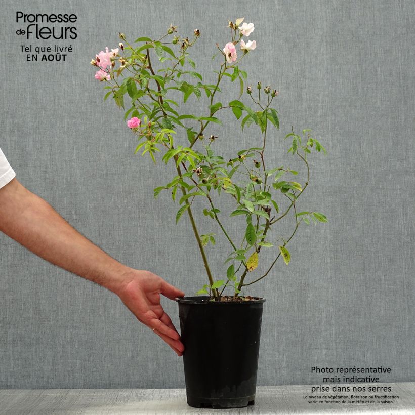 Exemplaar van Rosa Frisson Frais - Struikroos Pot van 4 l/5 l zoals geleverd in de zomer