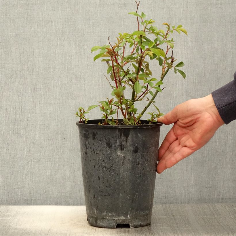 Exemplaar van Rosa Frisson Frais - Struikroos Pot van 4 l/5 l zoals geleverd in de lente