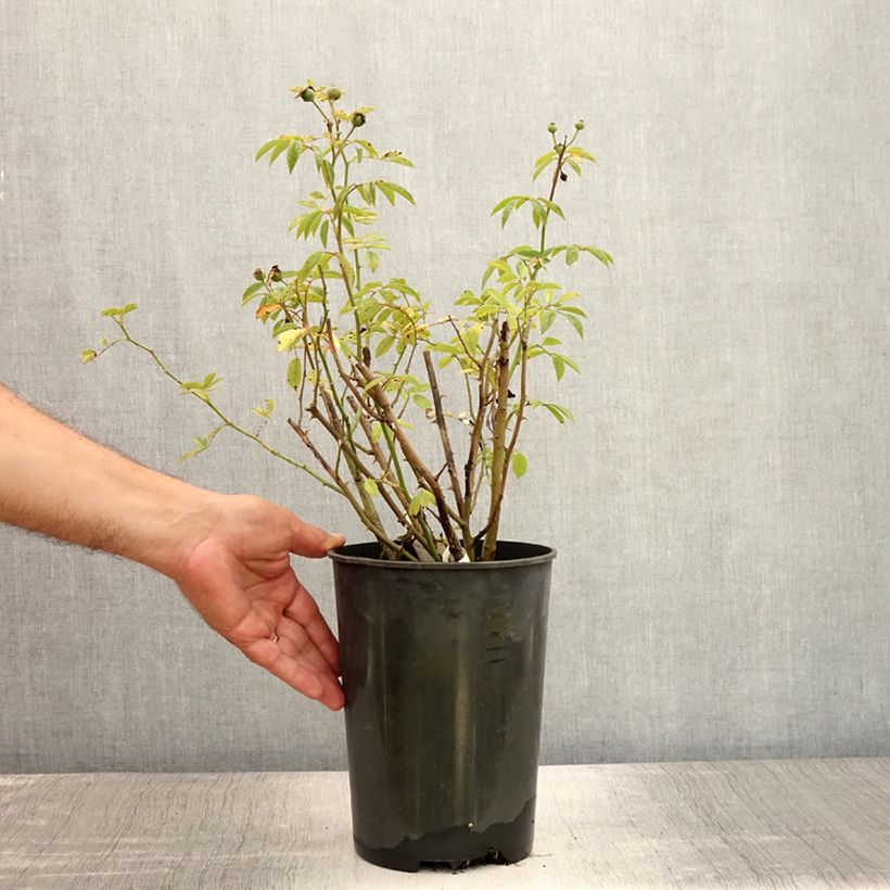 Exemplaar van Rosa Gaard um Titzebierg - Muskusroos Pot van 4 l/5 l zoals geleverd in de zomer