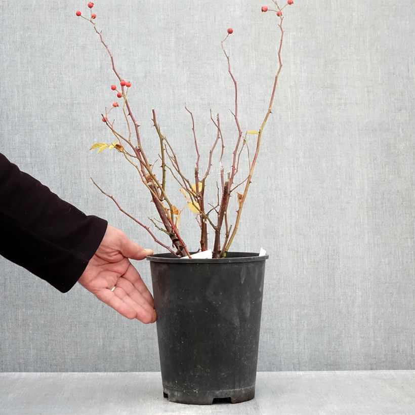 Exemplaar van Rosa Gaard um Titzebierg - Muskusroos Pot van 4 l/5 l zoals geleverd in de herfst