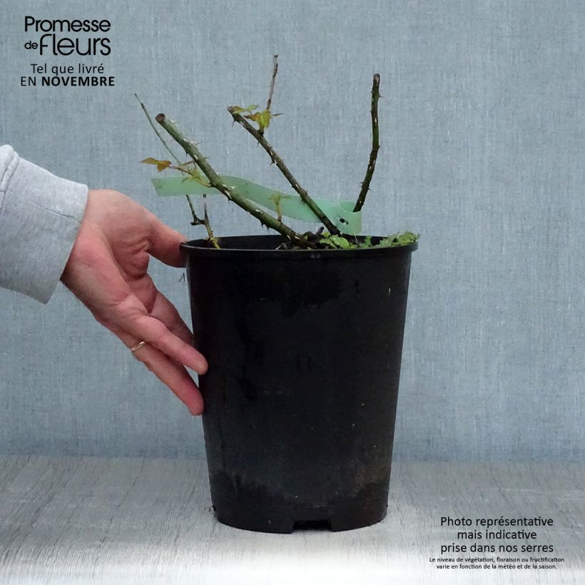 Exemplaar van Rosa Golden Wings - Polyantharoos Pot van 4 l/5 l zoals geleverd in de herfst