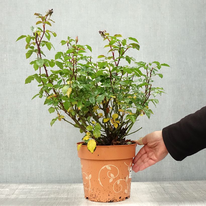 Exemplaar van Rosa Havanna - Trosroos Pot van 6 l/7 l zoals geleverd in de herfst