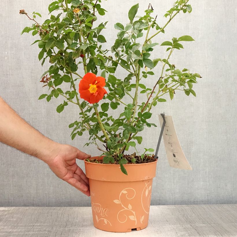 Exemplaar van Rosa Havanna - Trosroos Pot van 6 l/7 l zoals geleverd in de zomer