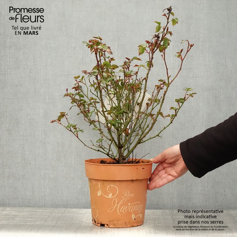 Example of Rosa Havanna - Trosroos Pot van 6 l/7 l as you get in printemps