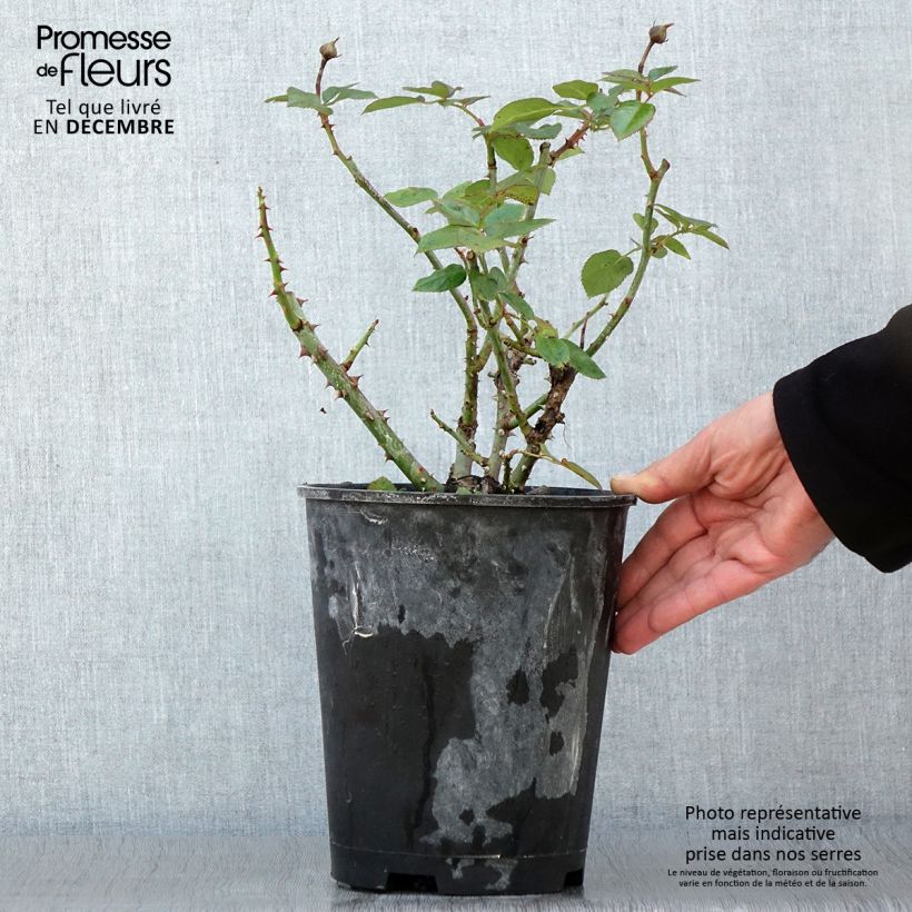 Exemplaar van Rosier arbustif Heavenly Pink Pot de 4L/5L zoals geleverd in de herfst
