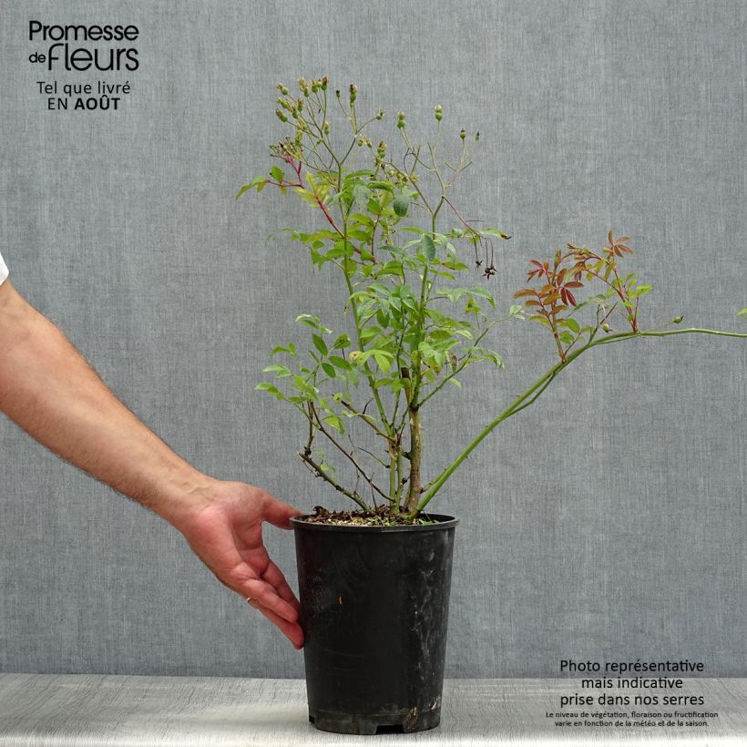 Exemplaar van Rosa Heavenly Pink - Muskusroos Pot van 4 l/5 l zoals geleverd in de zomer