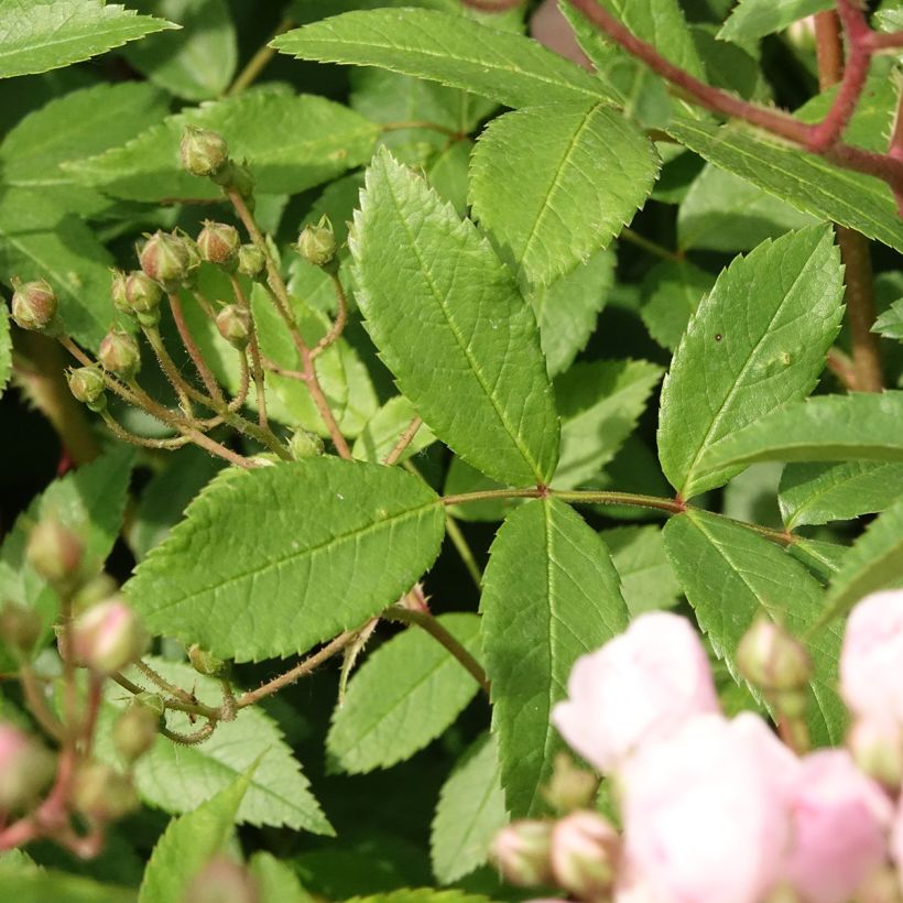 Rosa Heavenly Pink - Muskusroos (Blad)
