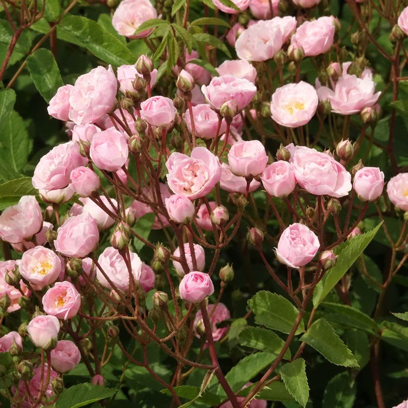 Rosa Heavenly Pink - Muskusroos (Bloei)
