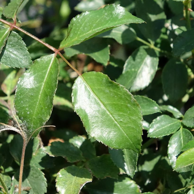 Rosa Ice Meidiland - Polyantharoos (Blad)