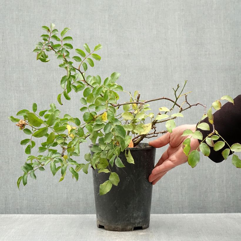 Exemplaar van Rosa Ice Meidiland - Polyantharoos Pot van 4 l/5 l zoals geleverd in de herfst