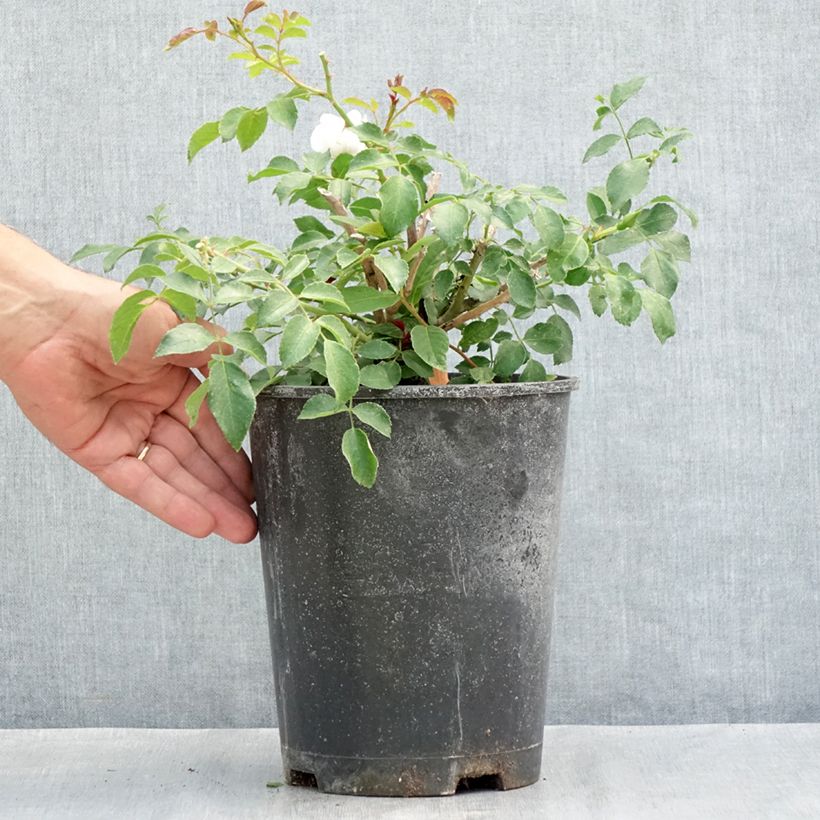 Exemplaar van Rosa Ice Meidiland - Polyantharoos Pot van 4 l/5 l zoals geleverd in de zomer