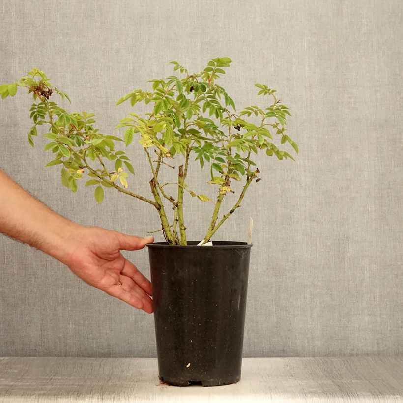 Exemplaar van Rosa Jean de Bruges - Trosroos Pot van 4 l/5 l zoals geleverd in de zomer