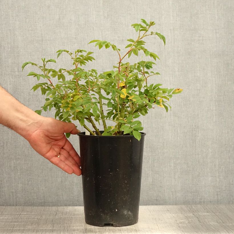 Exemplaar van Rosa Jean de Bruges - Trosroos Pot van 4 l/5 l zoals geleverd in de lente