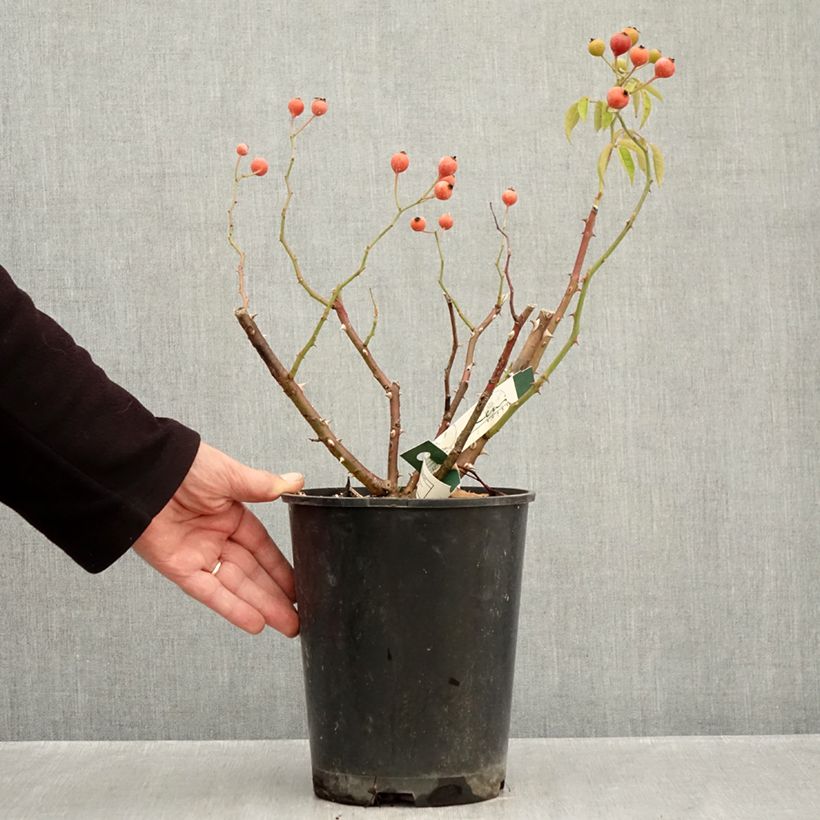 Exemplaar van Rosa Kathleen - Muskusroos Pot van 4 l/5 l zoals geleverd in de herfst