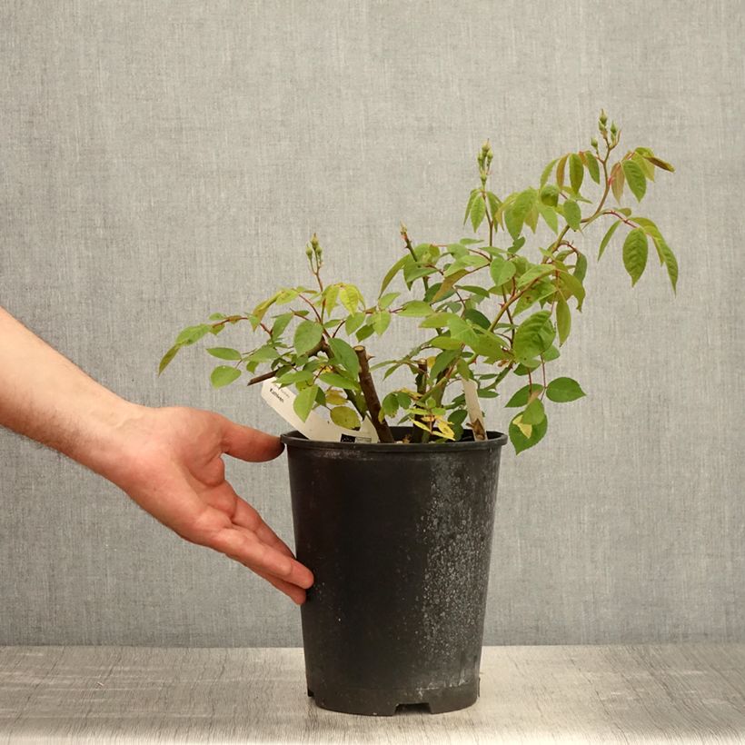 Exemplaar van Rosa Kathleen - Muskusroos Pot van 4 l/5 l zoals geleverd in de lente