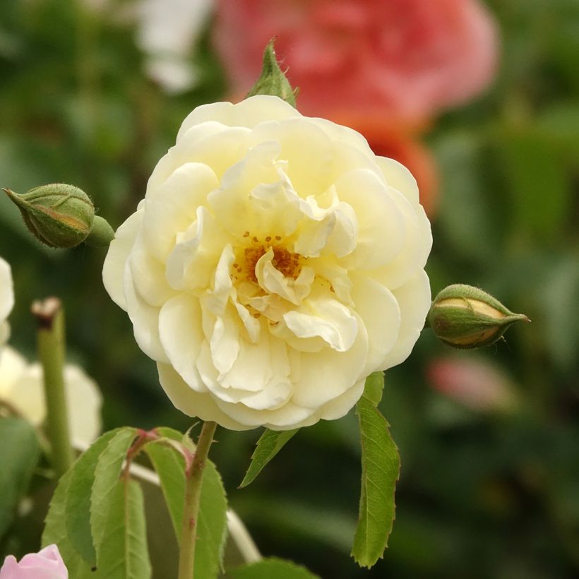 Rosa La Feuillerie - Muskusroos (Bloei)