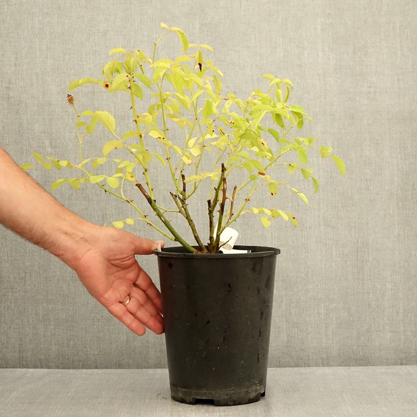 Exemplaar van Rosa La Feuillerie - Muskusroos Pot van 4 l/5 l zoals geleverd in de zomer