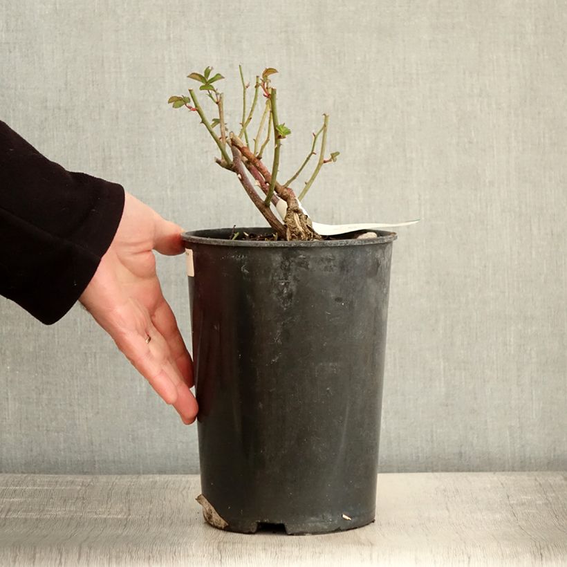 Exemplaar van Rosier arbustif La Feuillerie Pot de 4L/5L zoals geleverd in de winter