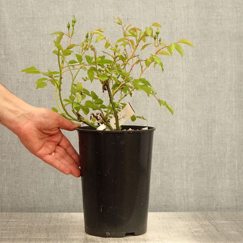 Exemplaar van Rosa La Feuillerie - Muskusroos Pot van 4 l/5 l zoals geleverd in de lente