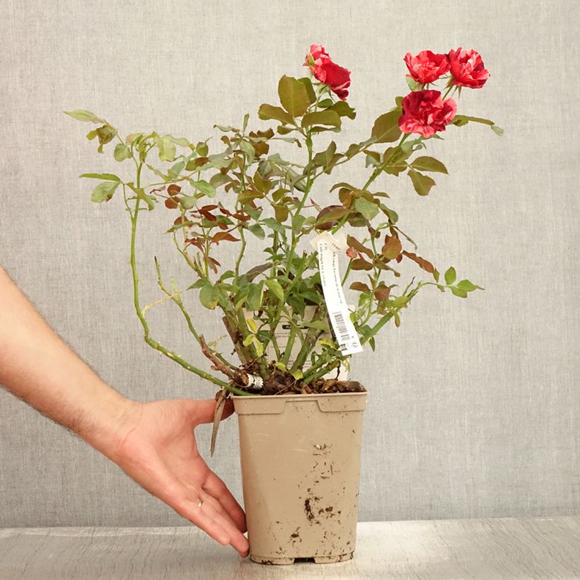 Exemplaar van Rosa La Reine de la Nuit - Polyantharoos Pot van 3 l/4 l zoals geleverd in de zomer