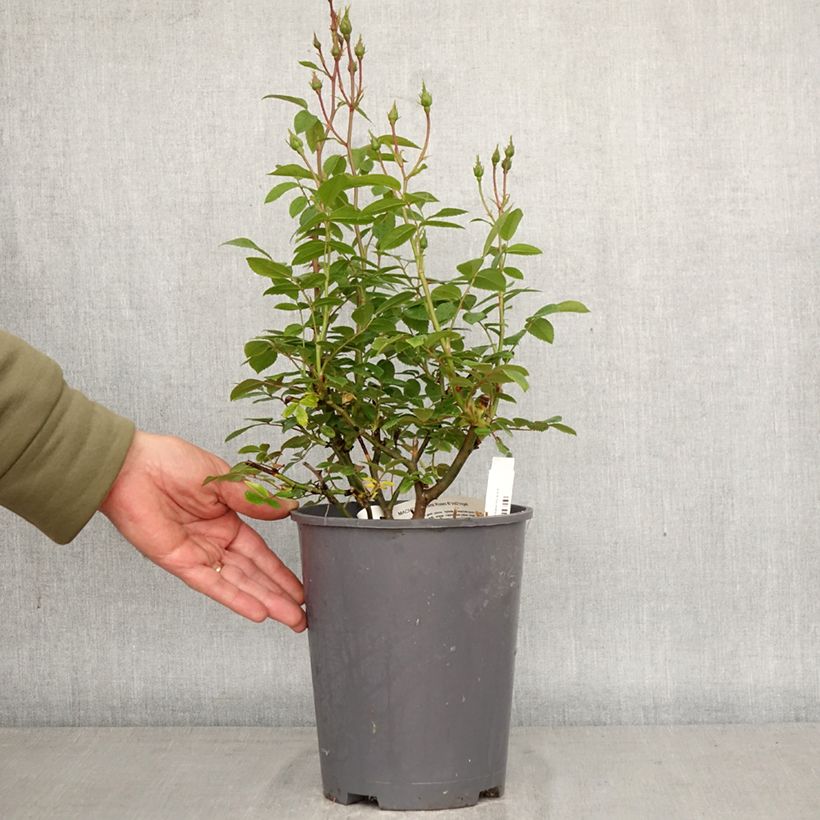 Exemplaar van Rosa Machera - Muskusroos Pot van 4 l/5 l zoals geleverd in de lente