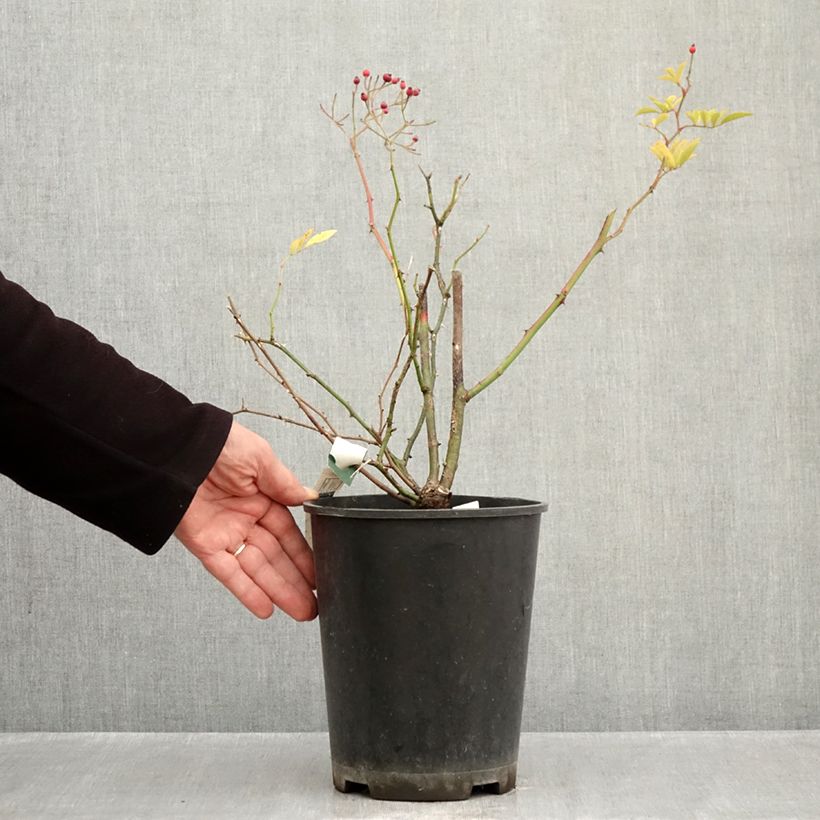 Exemplaar van Rosa Magie d'Orient - Muskusroos Pot van 4 l/5 l zoals geleverd in de herfst