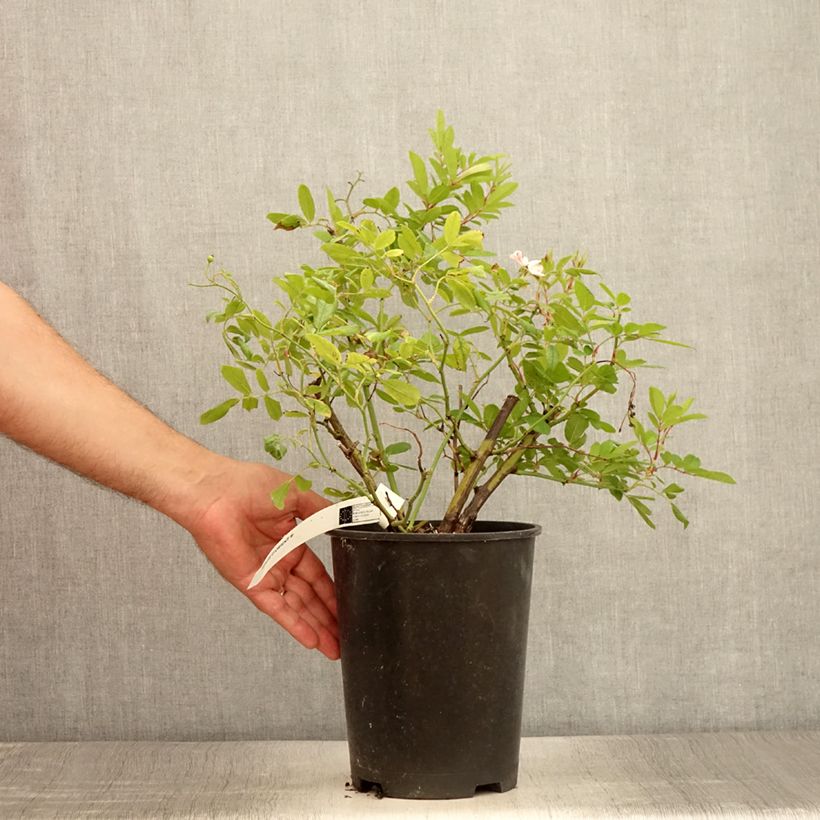 Exemplaar van Rosa Magie d'Orient - Muskusroos Pot van 4 l/5 l zoals geleverd in de zomer