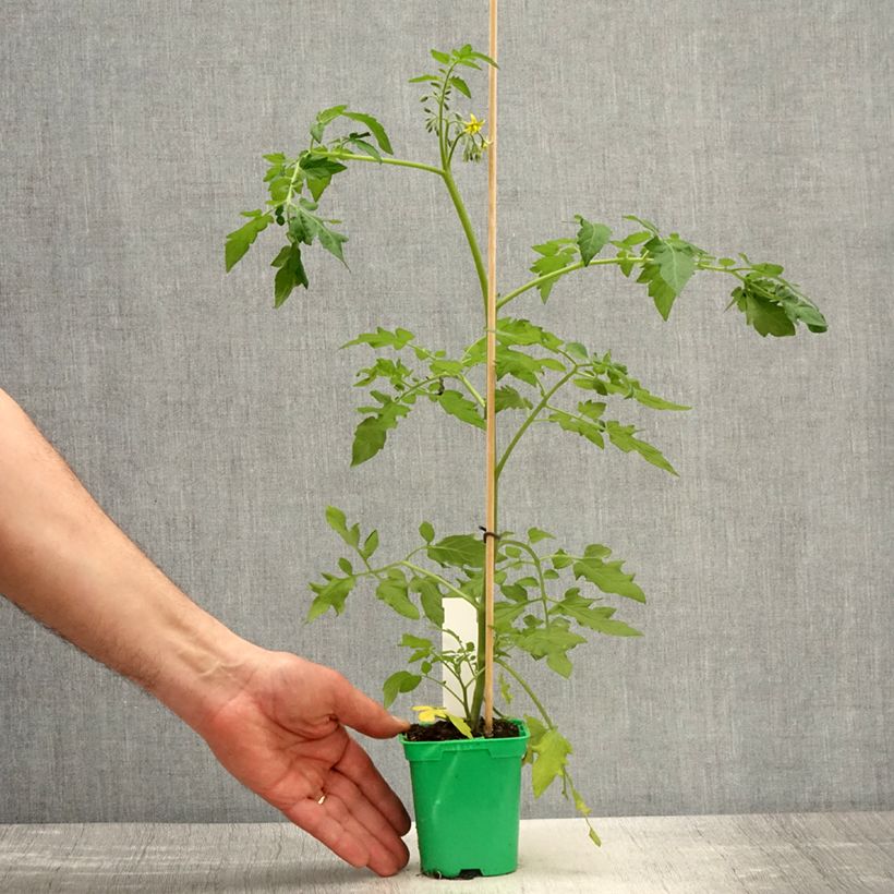 Exemplaar van Rosa Magie d'Orient - Muskusroos Pot van 4 l/5 l zoals geleverd in de lente