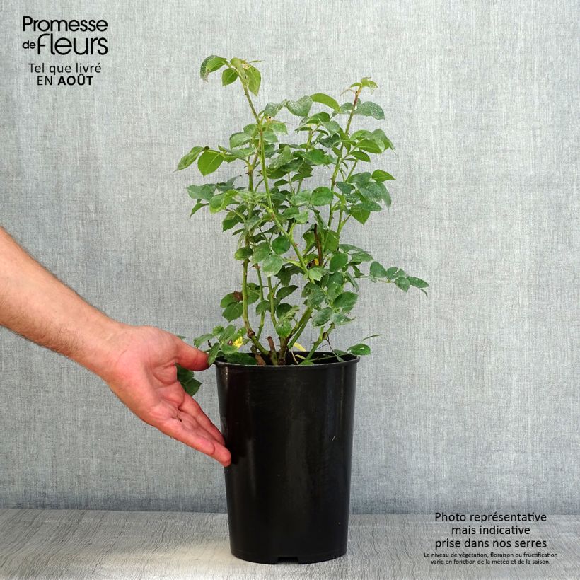 Exemplaar van Rosa Maria Theresia - Trosroos Pot van 4 l/5 l zoals geleverd in de zomer