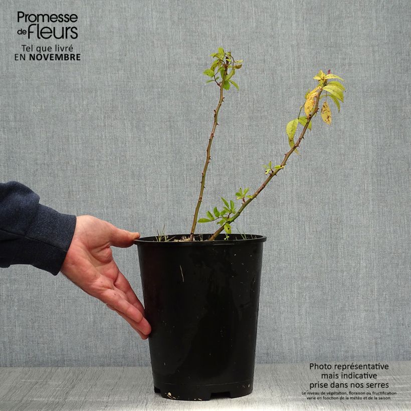 Exemplaar van Rosier arbustif Matchball Pot de 4L/5L zoals geleverd in de herfst