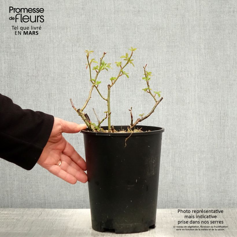 Example of Rosa moschata Matchball - Muskusroos Pot van 4 l/5 l as you get in printemps