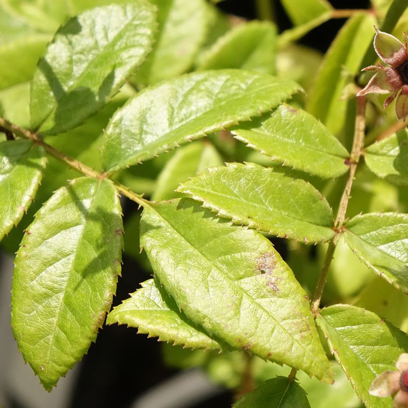 Rosa moschata Matchball - Muskusroos (Blad)