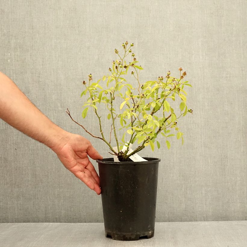 Exemplaar van Rosa moschata Matchball - Muskusroos Pot van 4 l/5 l zoals geleverd in de zomer
