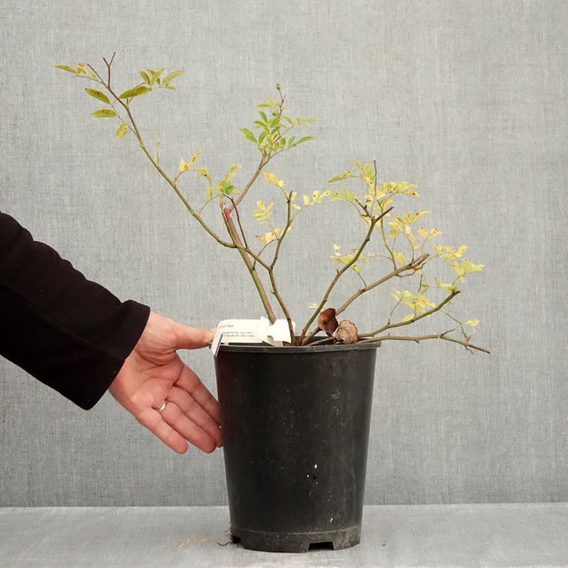 Exemplaar van Rosa Millie Fleur - Muskusroos Pot van 4 l/5 l zoals geleverd in de herfst