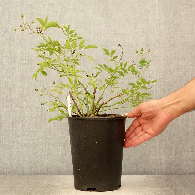Exemplaar van Rosa Millie Fleur - Muskusroos Pot van 4 l/5 l zoals geleverd in de zomer