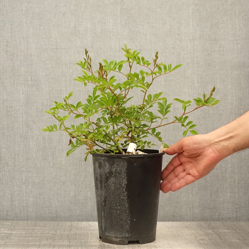 Example of Rosa Millie Fleur - Muskusroos Pot van 4 l/5 l as you get in printemps