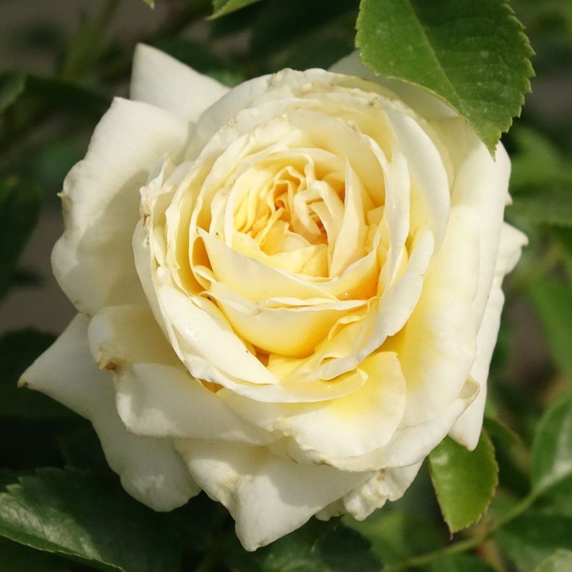 Rosa Nadia Meillandecor - Polyantharoos (Bloei)