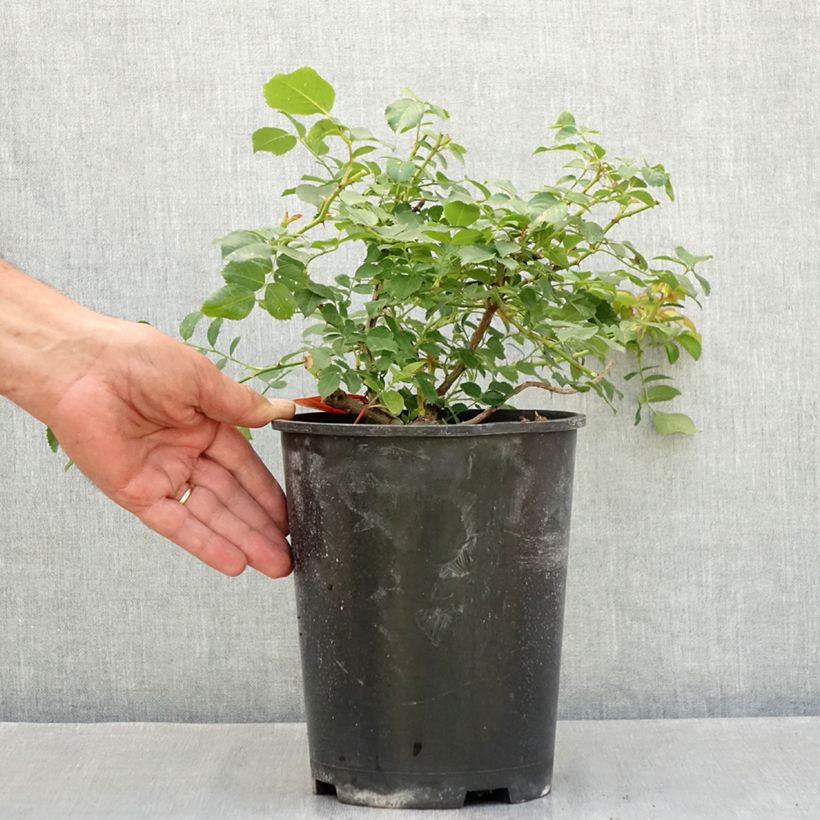 Exemplaar van Rosa Nadia Meillandecor - Polyantharoos Pot van 4 l/5 l zoals geleverd in de zomer