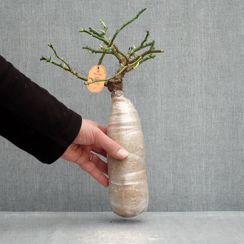 Example of Rosa Nadia Meillandecor - Polyantharoos In kluit as you get in hiver