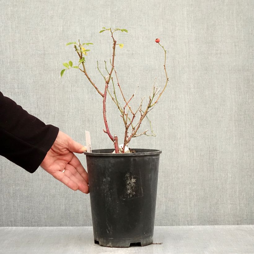 Exemplaar van Rosa Omi Oswald - Muskusroos Pot van 4 l/5 l zoals geleverd in de herfst