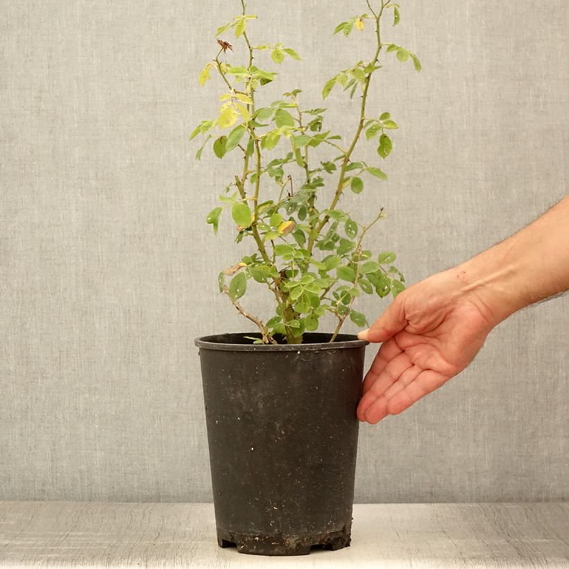 Exemplaar van Rosa Omi Oswald - Muskusroos Pot van 4 l/5 l zoals geleverd in de zomer